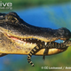 Illustration for article titled Sunday Crocodilian - Alligator mississippiensis Edition